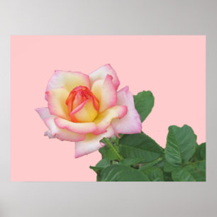 Affiche Rose rose 2 tons