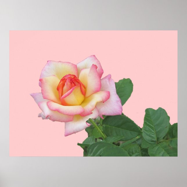 Affiche Rose rose 2 tons (Devant)