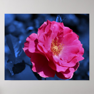 Affiche Rose rose Abstraite Tint Fleur