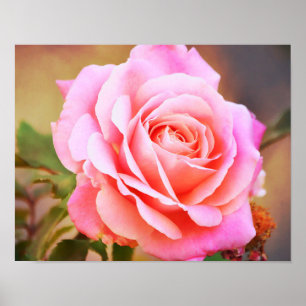 Affiche Rose rose Antique Style Photographie Art Imprimer