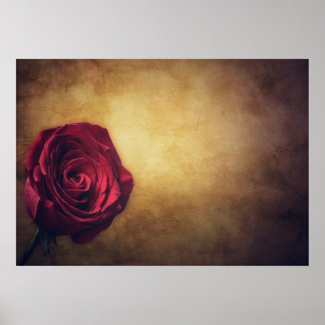 Affiche Rose rose bloom abstract romantic (Devant)
