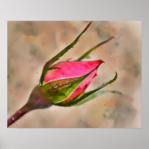 Affiche Rose Rose Bud Jardin Aquarelle Style Art