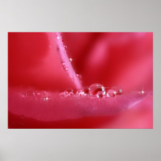 Affiche Rose rose cerise