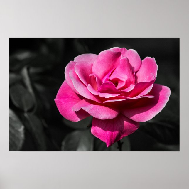 Affiche Rose Rose Élégance (Devant)