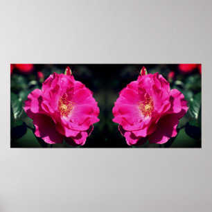 Affiche Rose rose en pleine fleur Gros plan