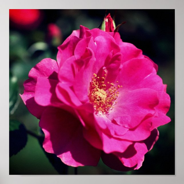 Affiche Rose rose en pleine floraison Gros plan (Devant)