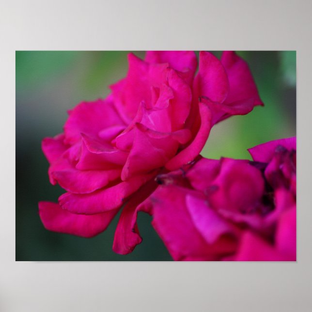 Affiche Rose rose épanouie (Devant)