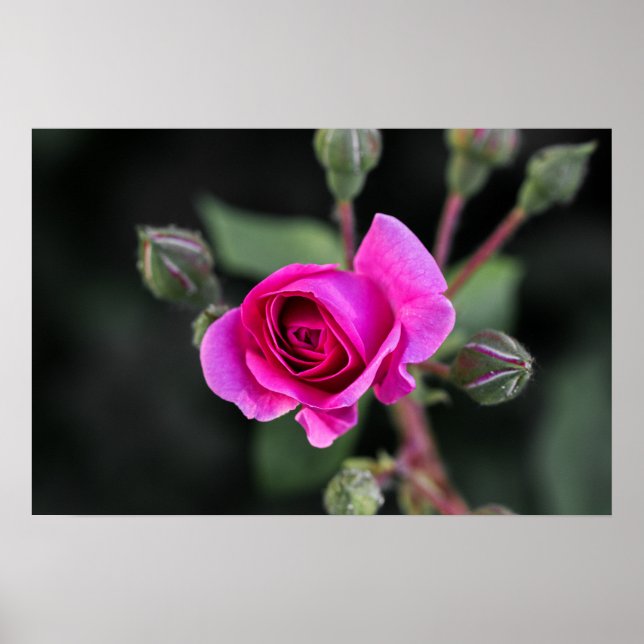 Affiche Rose Rose Et Bourgeons Photographie (Devant)