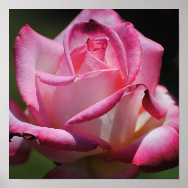 Affiche Rose rose Kordes Perfecta Imprimer (Devant)