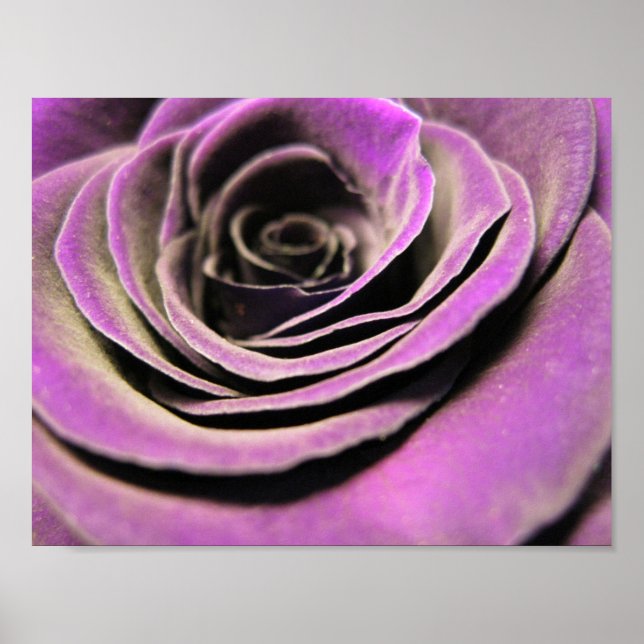 Affiche Rose rose Lilac (Devant)