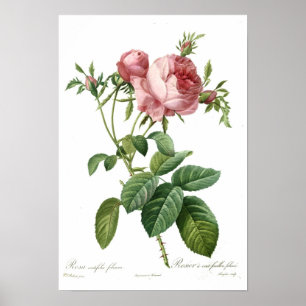 Affiche Rose rose par Redoute