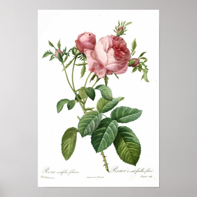 Affiche Rose rose par Redoute (Devant)