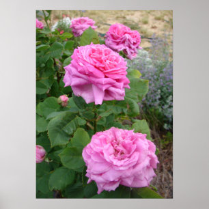 Affiche Rose Rose Pink Fleurs Fleur Jardin John Hopper