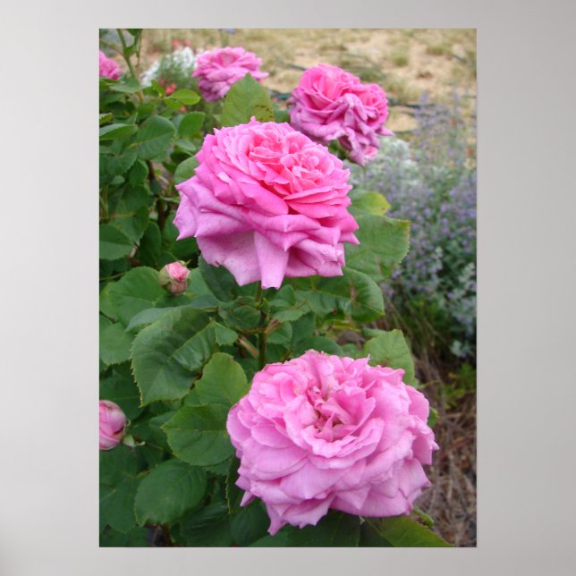 Affiche Rose Rose Pink Fleurs Fleur Jardin John Hopper (Devant)