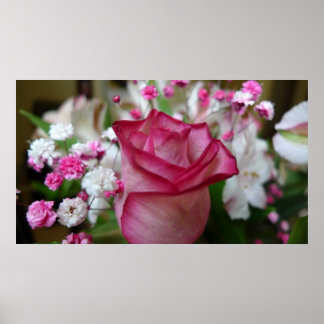 Affiche Rose rose rose