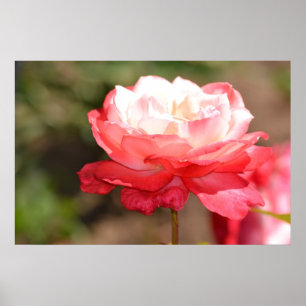 Affiche Rose rose rose