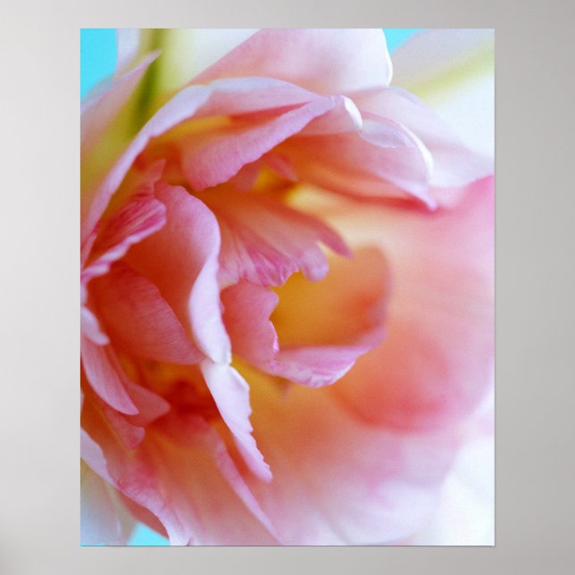 Affiche Rose rose rose (Devant)