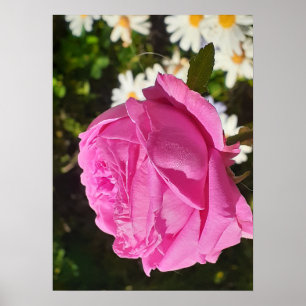 Affiche Rose rose rose fleur jardin L'Ouche chou