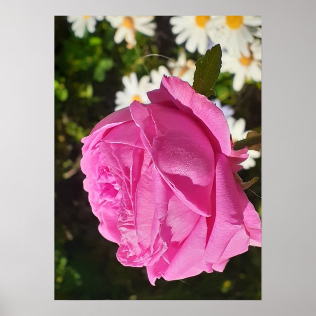 Affiche Rose rose rose fleur jardin L'Ouche chou (Devant)