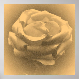 Affiche Rose rose rose vintage