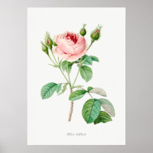 Affiche Rose rose Rosebuds Vintage illustration botanique