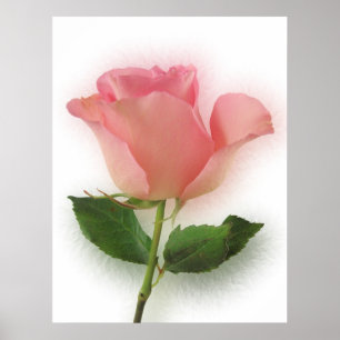 Affiche Rose rose simple