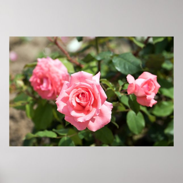 Affiche Rose rose trois (Devant)