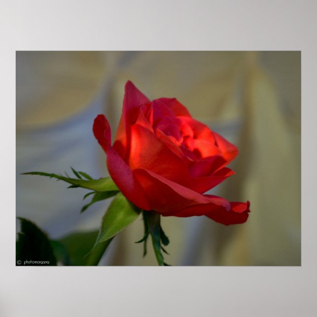Affiche Rose rouge (Devant)