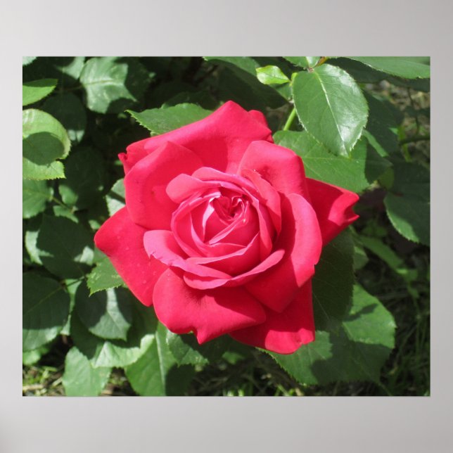 Affiche Rose rouge (Devant)