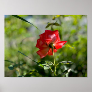 Affiche Rose rouge