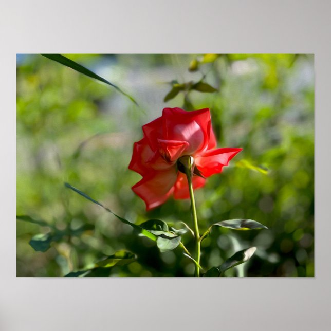 Affiche Rose rouge (Devant)