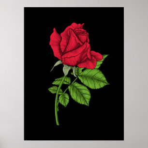 Affiche Rose rouge