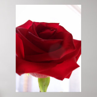 Affiche Rose rouge