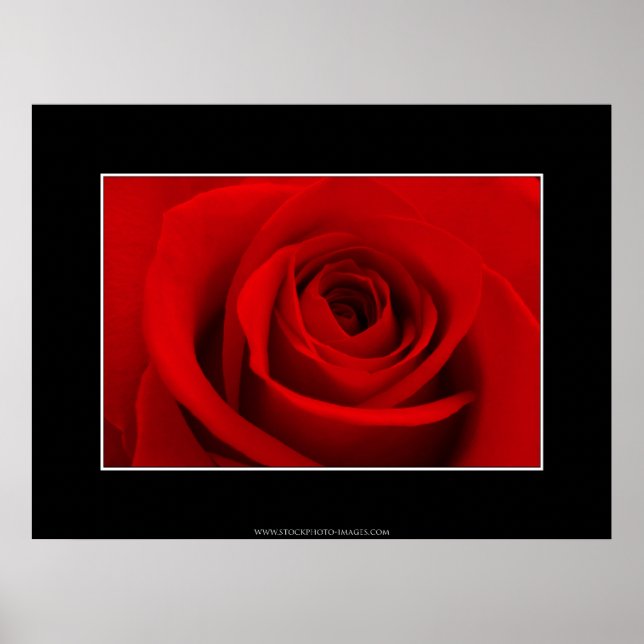 Affiche Rose rouge (Devant)