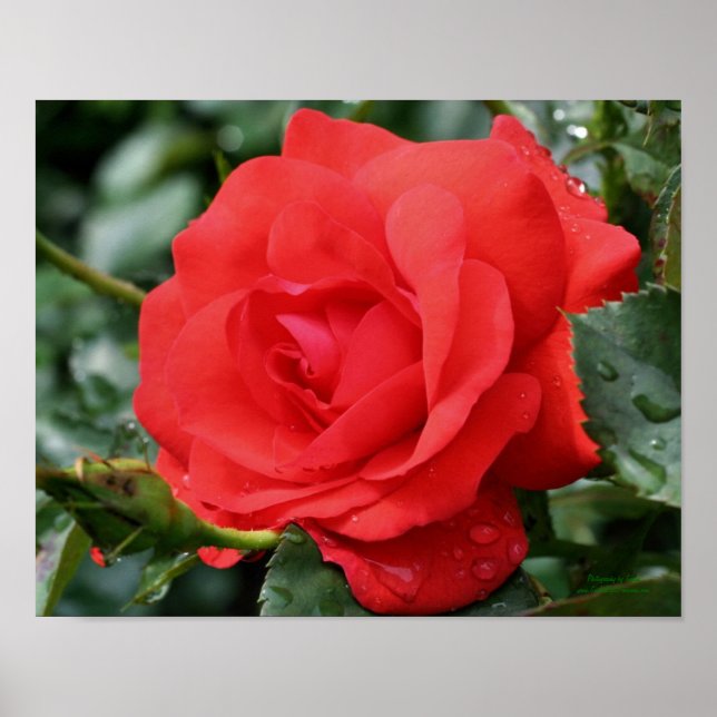 Affiche Rose rouge avec Raindrops Floral (Devant)