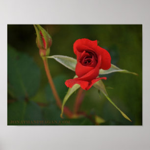 Affiche Rose rouge commence à fleurir