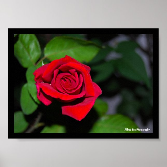 Affiche Rose Rouge Cramoisi (Devant)
