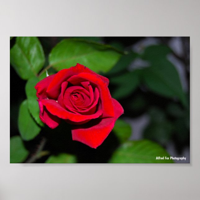 Affiche Rose Rouge Cramoisi (Devant)