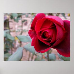 Affiche Rose rouge d'automne