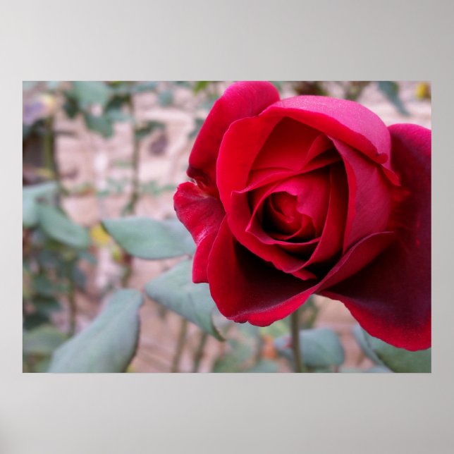 Affiche Rose rouge d'automne (Devant)