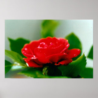 Affiche Rose rouge du matin recouverte de gouttes de rosée