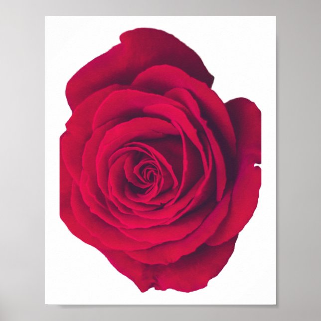 Affiche Rose rouge Grand visage gauche (Devant)