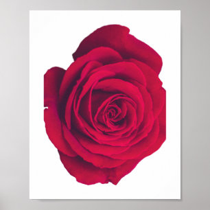 Affiche Rose rouge grande face droite