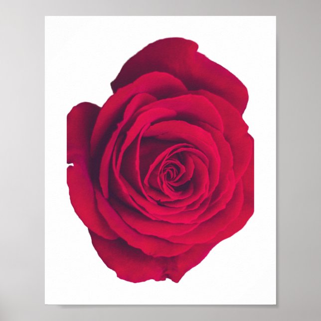 Affiche Rose rouge grande face droite (Devant)