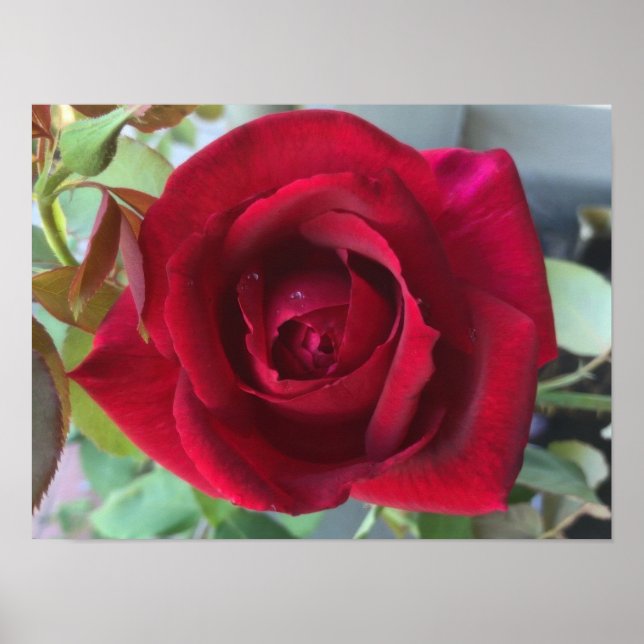 Affiche Rose Rouge Macro (Devant)