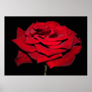 Affiche Rose rouge - Noir
