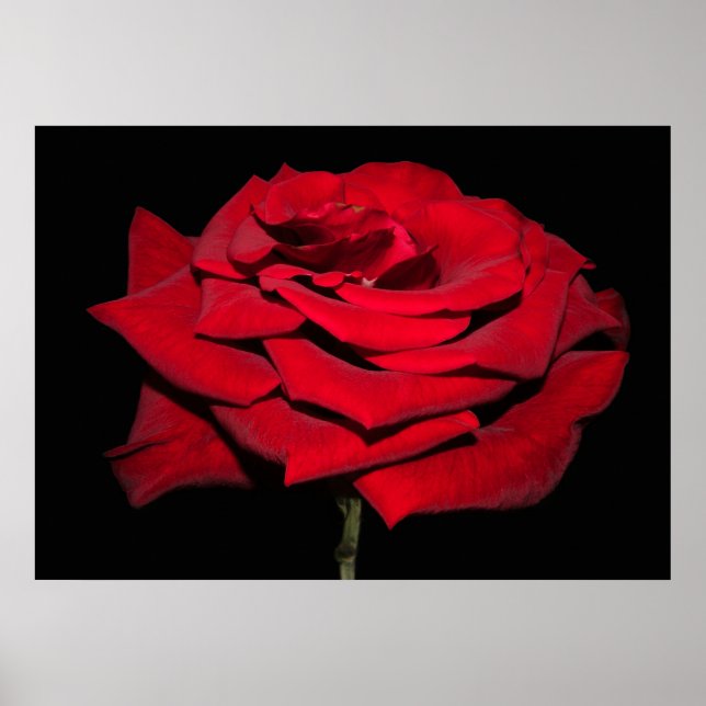 Affiche Rose rouge - Noir (Devant)