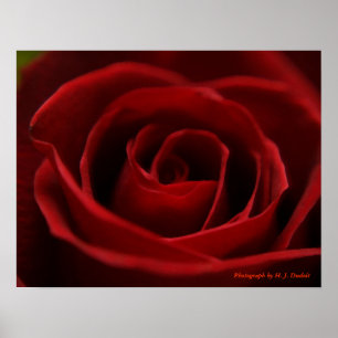 Affiche Rose rouge Placide