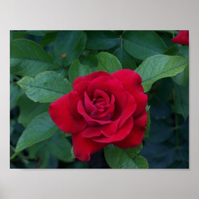 Affiche Rose rouge proche (Devant)