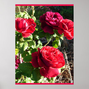 Affiche Rose rouge Roses Fleur Floral Jardin Eugene Furst